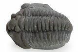 Long Prone Flexicalymene Trilobite - Mt Orab, Ohio #224953-2